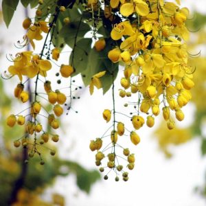 Cây Bò Cạp Vàng