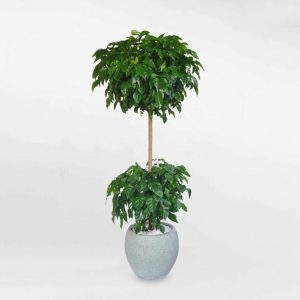 Cây hạnh phúc để sàn 2 tầng lớn chậu đá mài RADE033