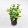 Cây hoa lài ta chậu ươm nhỏ JASM001