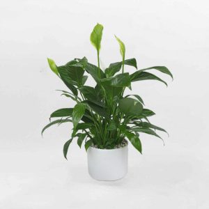 Cây Lan ý chậu cỡ lớn để bàn chậu sứ trắng PEAC005