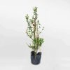 Cây lựu Ấn Độ chậu ươm FRUI017