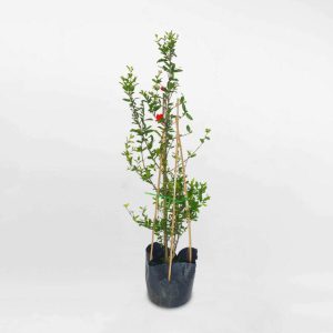 Cây lựu Ấn Độ chậu ươm FRUI017