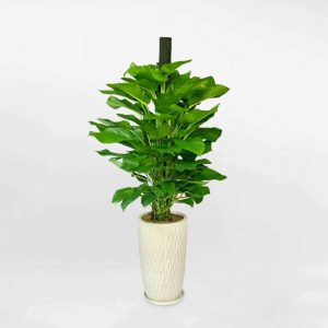 Cây trầu bà leo cột chậu sứ trắng CTBC005