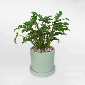 Cây trầu bà thiên nga để bàn chậu sứ PHXA004