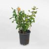 Hoa hồng leo Crown Princess Margareta size nhỏ ROSE010