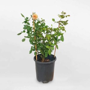 Hoa hồng leo Crown Princess Margareta size nhỏ ROSE010
