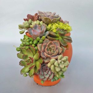 Cây sen đá mix chậu lu bể đất nung SCMI002